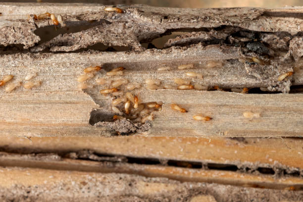 Best Ant Control Services  in Tazewell, VA