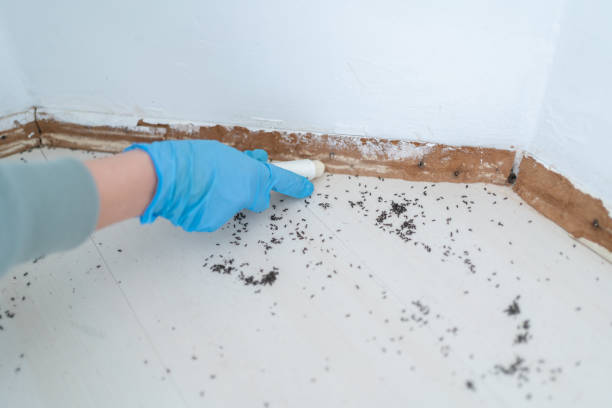 Best Cockroach Control Services  in Tazewell, VA